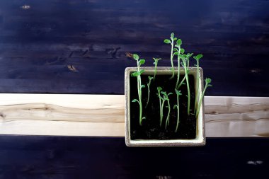 Çaydanlıktaki genç filizler / taze yeşiller, biyoloji, botanik konsepti