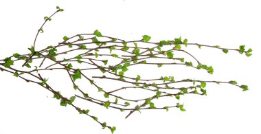 beyaz arkaplan dalları küçük yapraklar bahar / yalıtılmış beyaz dallar tomurcuklar ve yapraklar, bahar çerçevesi