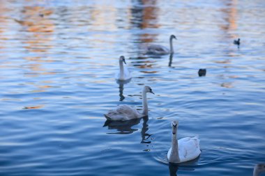 Sudaki beyaz kuğular. Vahşi kuşlar. Doğadaki kuğular.