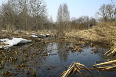 ormanda erken ilkbahar / yapraksız ağaçlar, kar erir, ilkbaharda gri üzgün orman parkı