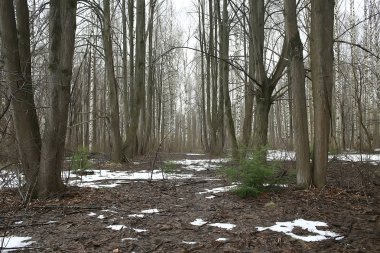 ormanda erken ilkbahar / yapraksız ağaçlar, kar erir, ilkbaharda gri üzgün orman parkı