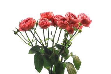 gül beyaz arka plan / kırmızı gül çiçeği izole tomurcuk