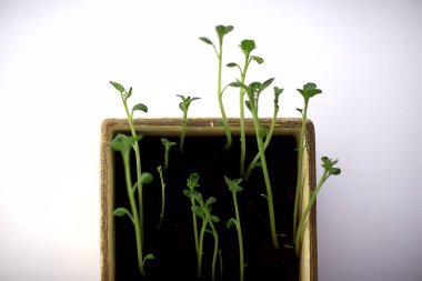 Çaydanlıktaki genç filizler / taze yeşiller, biyoloji, botanik konsepti