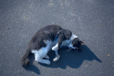 sokak kedisi / yalnız kedi dışında oturan, evcil hayvan, sokak