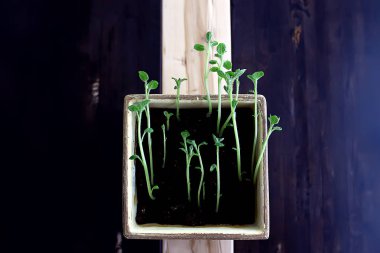 Çaydanlıktaki genç filizler / taze yeşiller, biyoloji, botanik konsepti