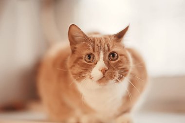 zencefil kedi / sevimli evcil hayvan güzel kedi, kırmızı zencefil