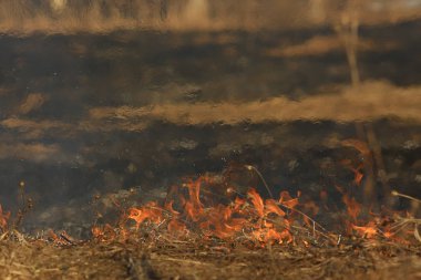 tarlada yangın / kuru ot yangın, yanan saman, eleman, doğa manzara, rüzgar