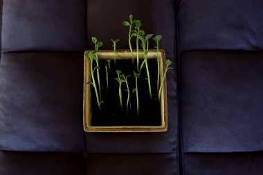 Çaydanlıktaki genç filizler / taze yeşiller, biyoloji, botanik konsepti