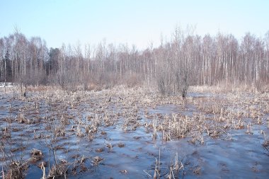 ormanda erken ilkbahar / yapraksız ağaçlar, kar erir, ilkbaharda gri üzgün orman parkı