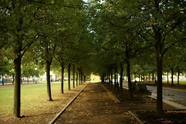 yaz parkı arka plan / doğa ağaçları yeşil yaprakları, soyut arka plan yaz görünümü