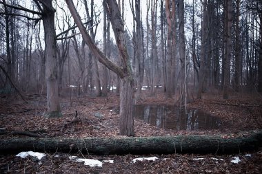 ormanda erken ilkbahar / yapraksız ağaçlar, kar erir, ilkbaharda gri üzgün orman parkı