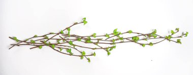 beyaz arkaplan dalları küçük yapraklar bahar / yalıtılmış beyaz dallar tomurcuklar ve yapraklar, bahar çerçevesi