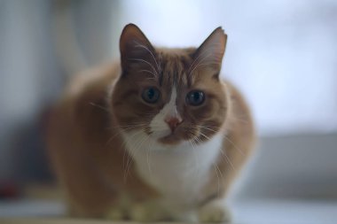 sokak kedisi / yalnız kedi dışında oturan, evcil hayvan, sokak