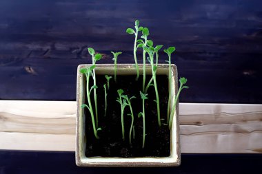 Çaydanlıktaki genç filizler / taze yeşiller, biyoloji, botanik konsepti