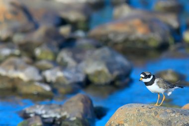 doğada yağmur kuşu / yabani göçmen kuş, küçük yağmurcun kravat
