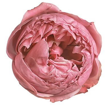 gül beyaz arka plan / kırmızı gül çiçeği izole tomurcuk