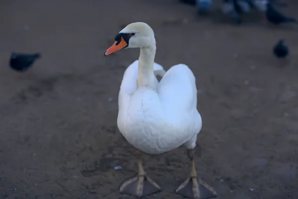 Vita Svanar Vattnet Vilda Vackra Fåglar Svanar Naturen — Stockfoto