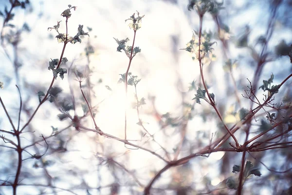 Frühling Oder Sommer Blumen Hintergrund Jahrgang Belebung Natur Landschaft Blumen — Stockfoto