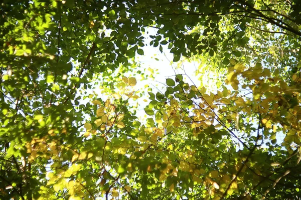 Estate Parco Sfondo Natura Alberi Foglie Verdi Astratto Sfondo Estate — Foto Stock