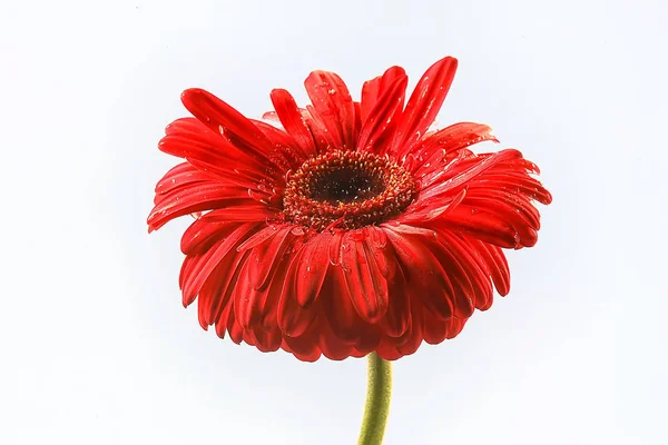 赤ガーベラ花 赤美しい夏の花 アロマ香りコンセプト — ストック写真