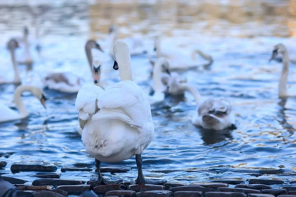 水中的白天鹅 自然界中的野鸟 — 图库照片