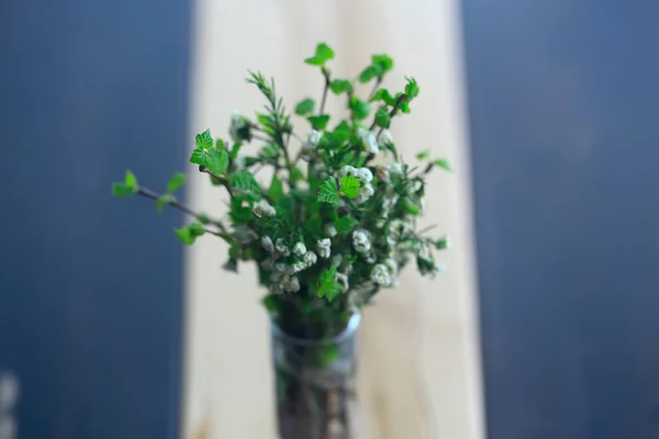 小枝与芽叶 春天背景 概念新鲜植物学青年 — 图库照片