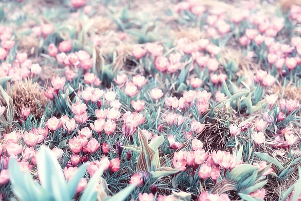 Frühling Oder Sommer Blumen Hintergrund Jahrgang Belebung Natur Landschaft Blumen — Stockfoto
