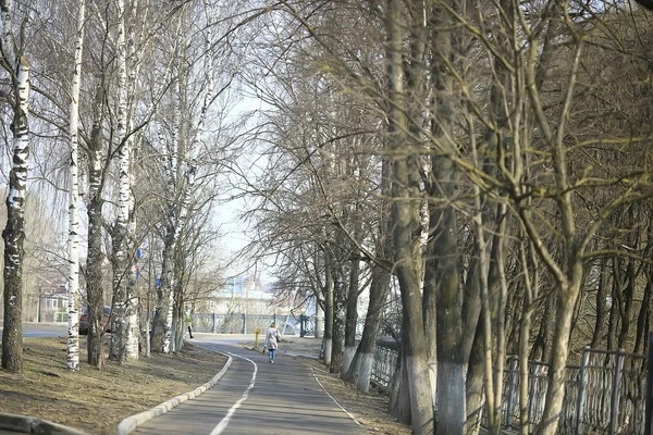 清晨在森林 树木无叶 雪融化 灰色悲伤的森林公园在春天 — 图库照片