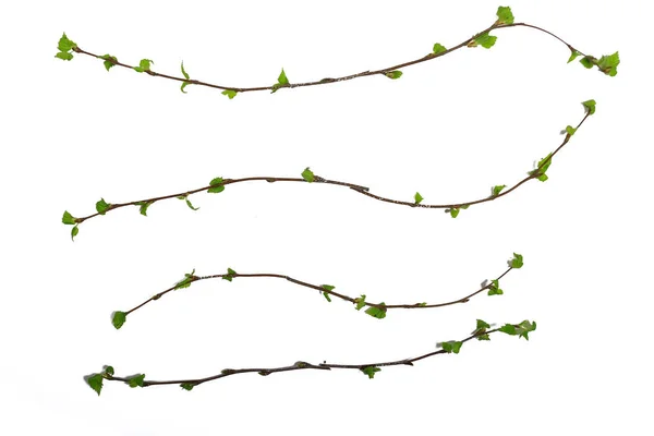 Bílé Pozadí Větve Malé Listy Jaro Izolované Bílých Mladých Větvích — Stock fotografie