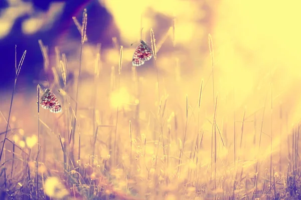 Schmetterling Auf Einer Blume Frühling Oder Sommer Hintergrund Natur Blumen — Stockfoto