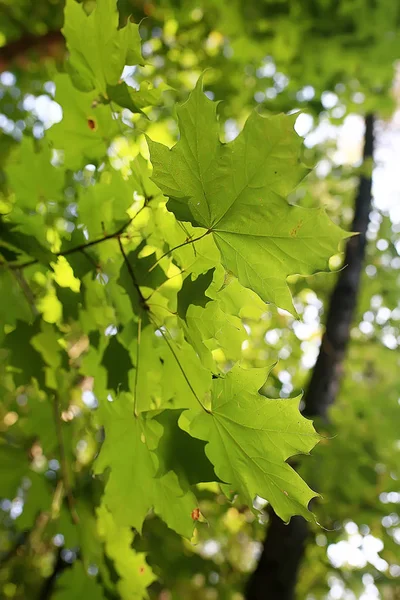 Sommarpark Bakgrund Natur Träd Gröna Löv Abstrakt Bakgrund Sommarvy — Stockfoto