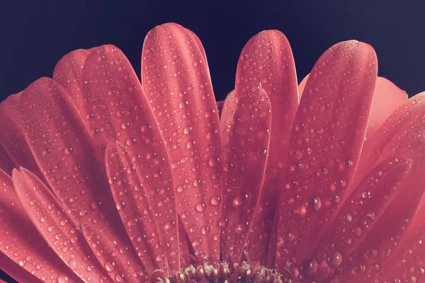 Rote Gerbera Blume Rote Schöne Sommerblume Aroma Duft Konzept — Stockfoto