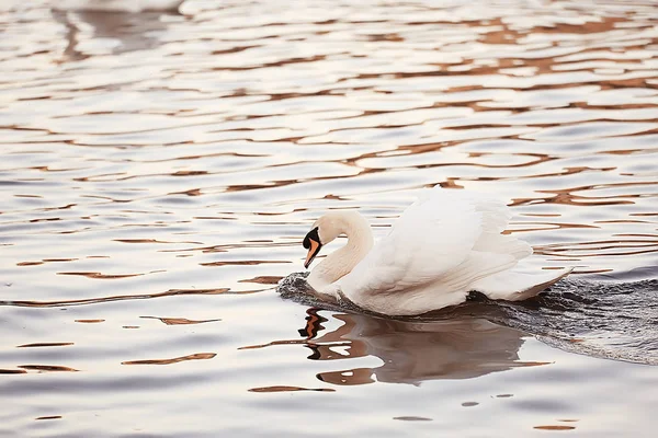 Witte Zwanen Het Water Wilde Mooie Vogels Zwanen Natuur — Stockfoto