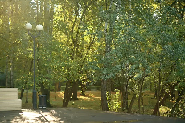 Drzewo Lato Liście Natura Park Tło Widok Zielony — Zdjęcie stockowe