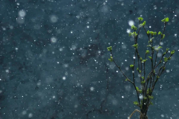 Kleine Äste Mit Knospen Blätter Frühling Hintergrund Konzept Frische Botanik — Stockfoto