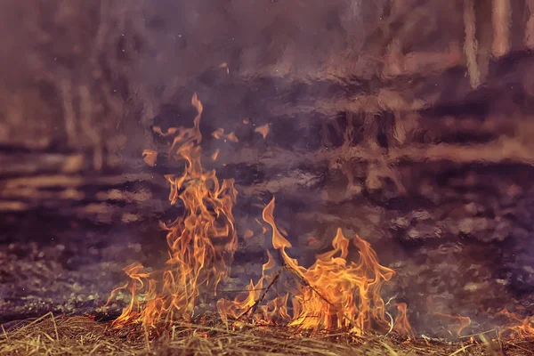 fire in the field / fire in the dry grass, burning straw, element, nature landscape, wind