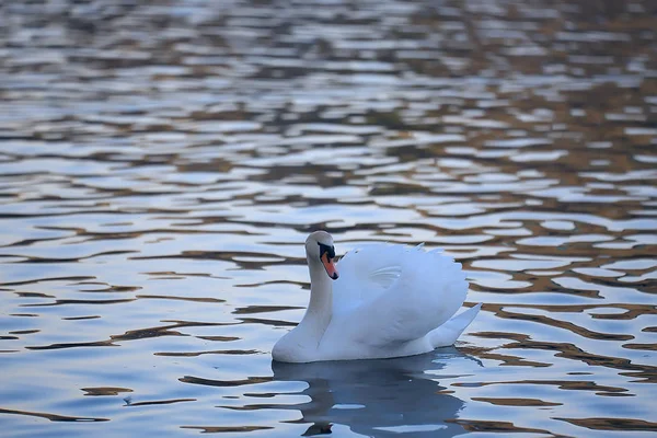 Cisnes Brancos Água Pássaros Bonitos Selvagens Cisnes Natureza — Fotografia de Stock