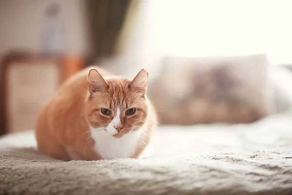 Gato Gengibre Animal Estimação Bonito Gato Bonito Gengibre Vermelho — Fotografia de Stock