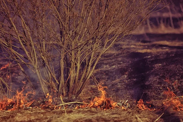 野原の火災 乾いた草の中の火災 わらを燃やす 自然景観 — ストック写真