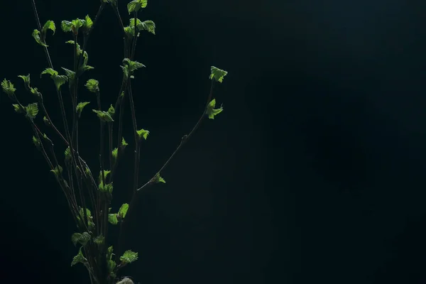 Kis Ágak Rügyeket Levelek Tavaszi Háttér Koncepció Frissesség Botanis Ifjúsági — Stock Fotó