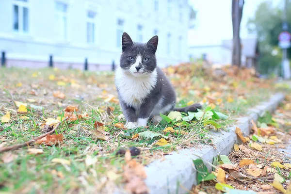 Chat Rue Chat Solitaire Assis Dehors Animal Compagnie Errant — Photo