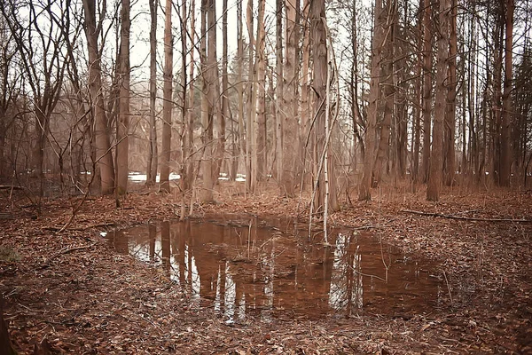 Νωρίς Την Άνοιξη Στο Δάσος Δέντρα Χωρίς Φύλλα Χιόνι Λιώνει — Φωτογραφία Αρχείου