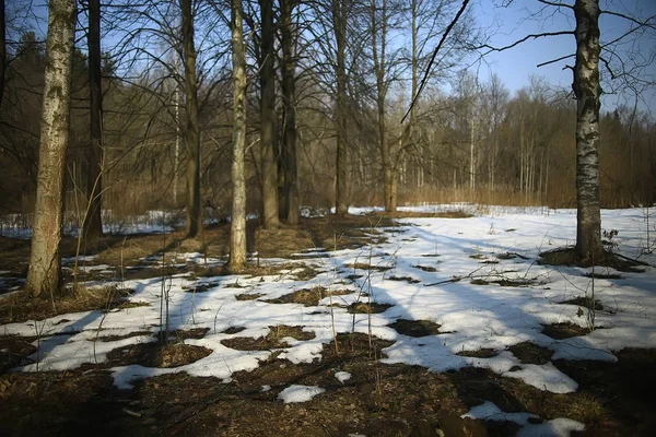 Vroege Lente Het Bos Bomen Zonder Bladeren Sneeuw Smelt Gray — Stockfoto