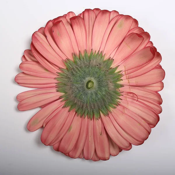 Kırmızı Gerbera Çiçek Kırmızı Güzel Yaz Çiçeği Aroma Kokusu Kavramı — Stok fotoğraf