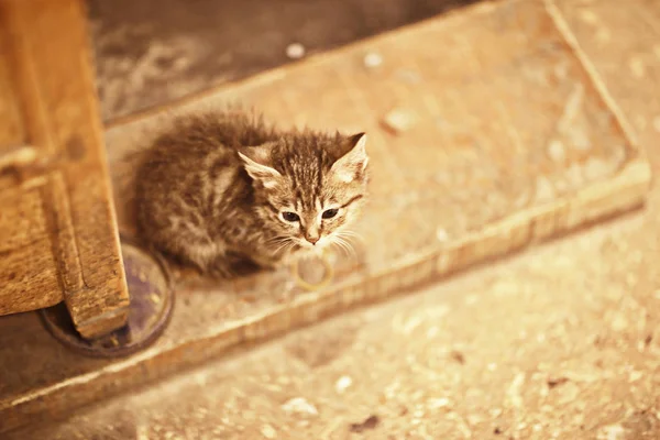 Gato Rua Gato Solitário Sentado Fora Animal Estimação Vadio — Fotografia de Stock