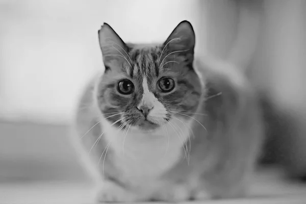 Straßenkatze Einsame Katze Die Draußen Sitzt Haustier Streuner — Stockfoto