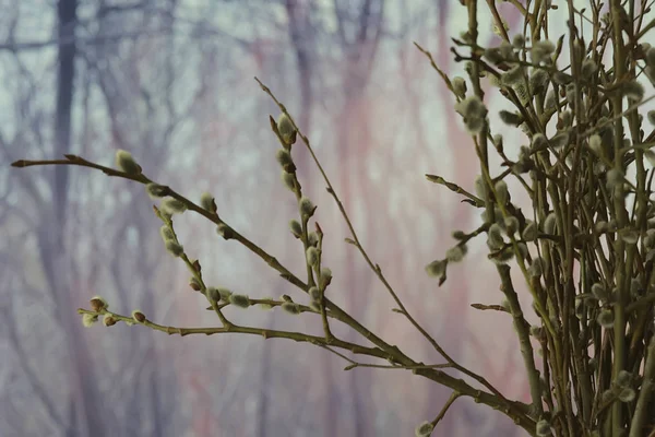 枝が咲く 春の概念 イースター休暇 — ストック写真