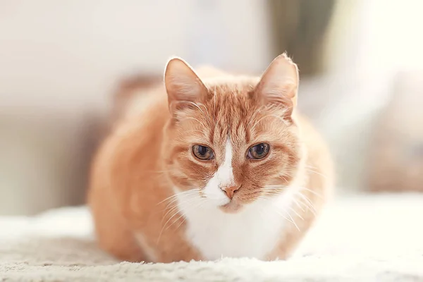 Zencefil Kedi Sevimli Evcil Hayvan Güzel Kedi Kırmızı Zencefil — Stok fotoğraf