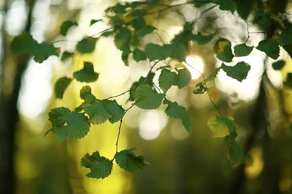 夏季公园背景 自然树绿叶 抽象背景夏景 — 图库照片