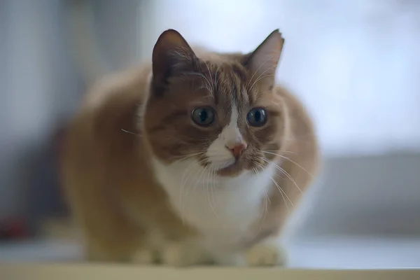 Gato Gengibre Animal Estimação Bonito Gato Bonito Gengibre Vermelho — Fotografia de Stock